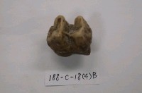 藏品(貘化石)的圖片